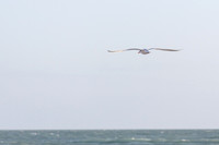 _MG_3670-1