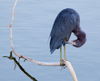 NATURE PHOTOGRAPHY