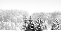_MG_9959-1