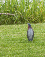 _MG_3235-1