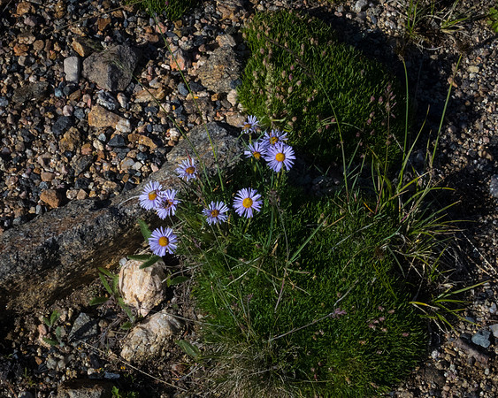P7150139-1