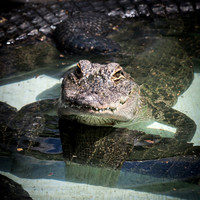 Curious alligator_J9A3349-1