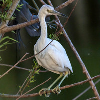Juvenile Little Blue Heron_J9A0156-1