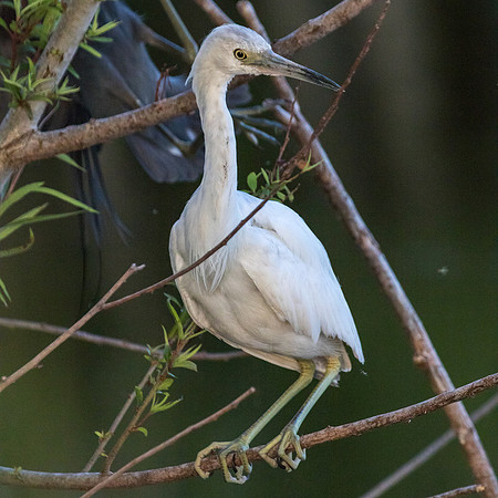 Juvenile Little Blue Heron_J9A0156-1