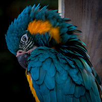 Hyacinth Macaw _J9A3041-1