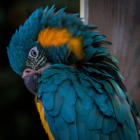 Hyacinth Macaw _J9A3041-1